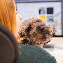 Bruce the office dog keeping staff company while they work