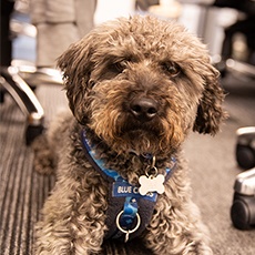 Bruce the office dog